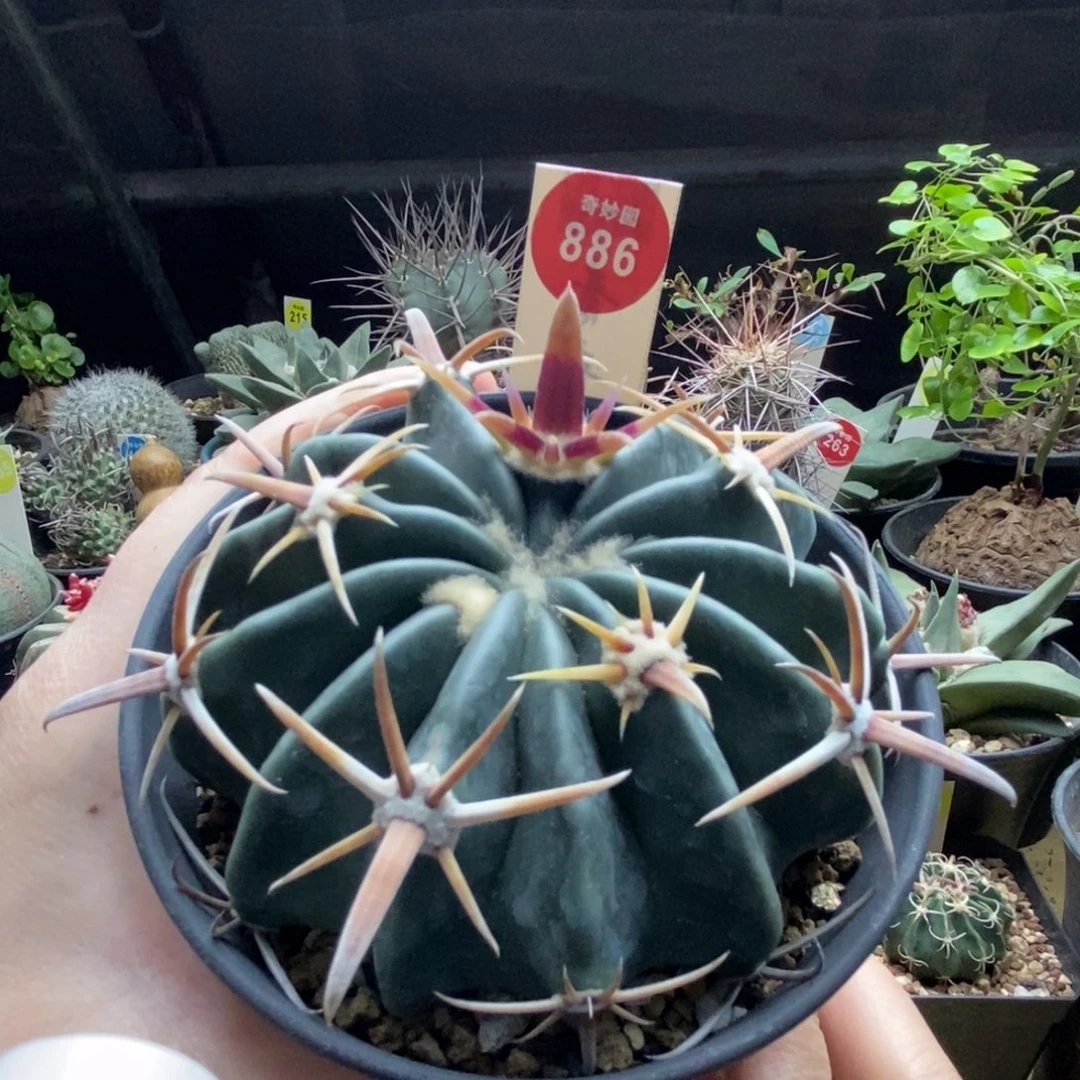 实生王凌波一棵仙人球9cm