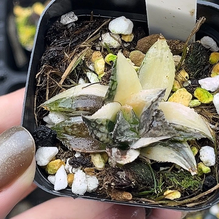 81实生寿锦头家多肉十二卷