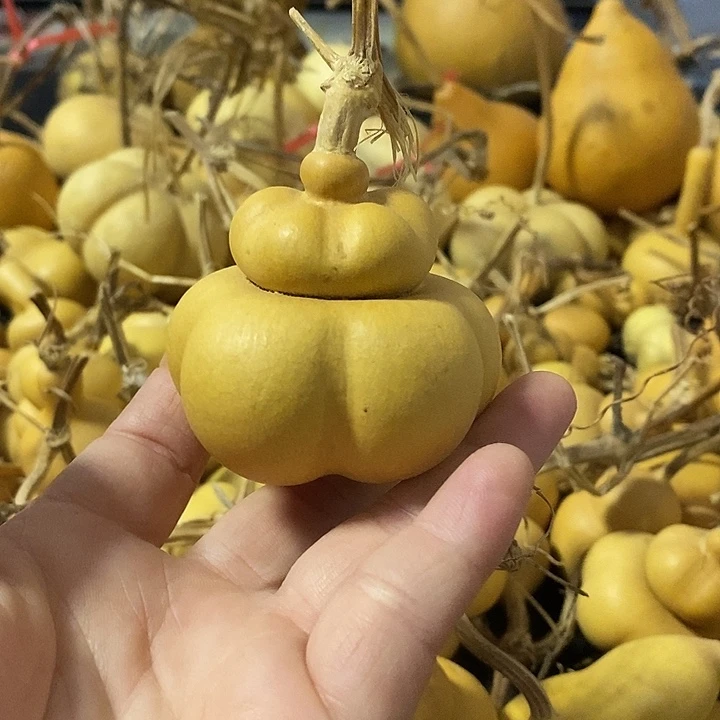 葫芦的颜色很好看