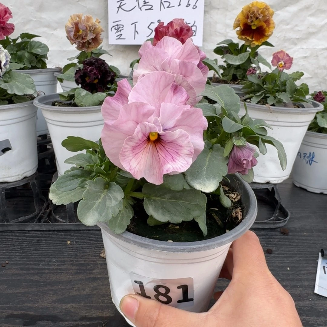 全部花朵181号恋桃