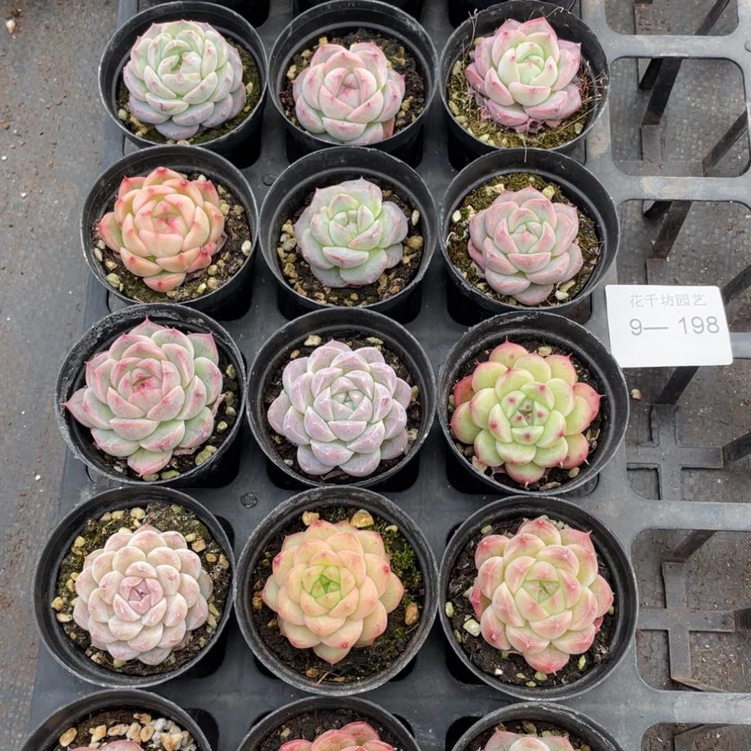 一物一拍18颗9-198