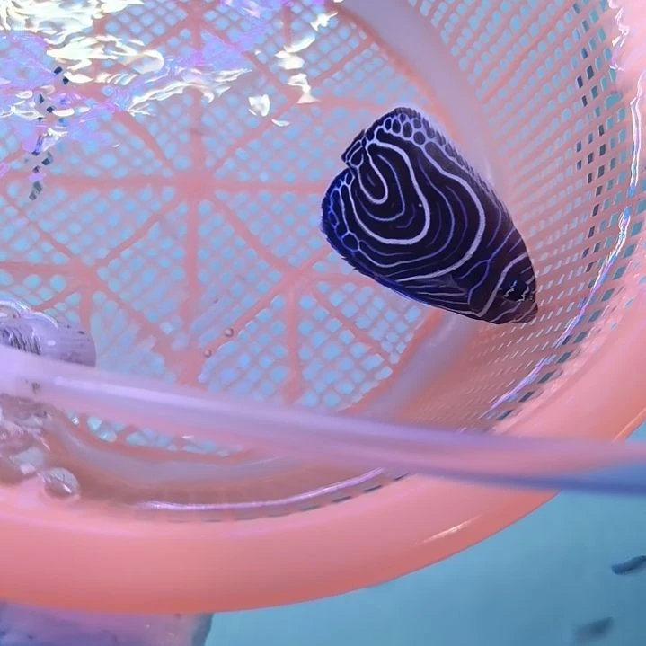 3+篮圈海水鱼一条