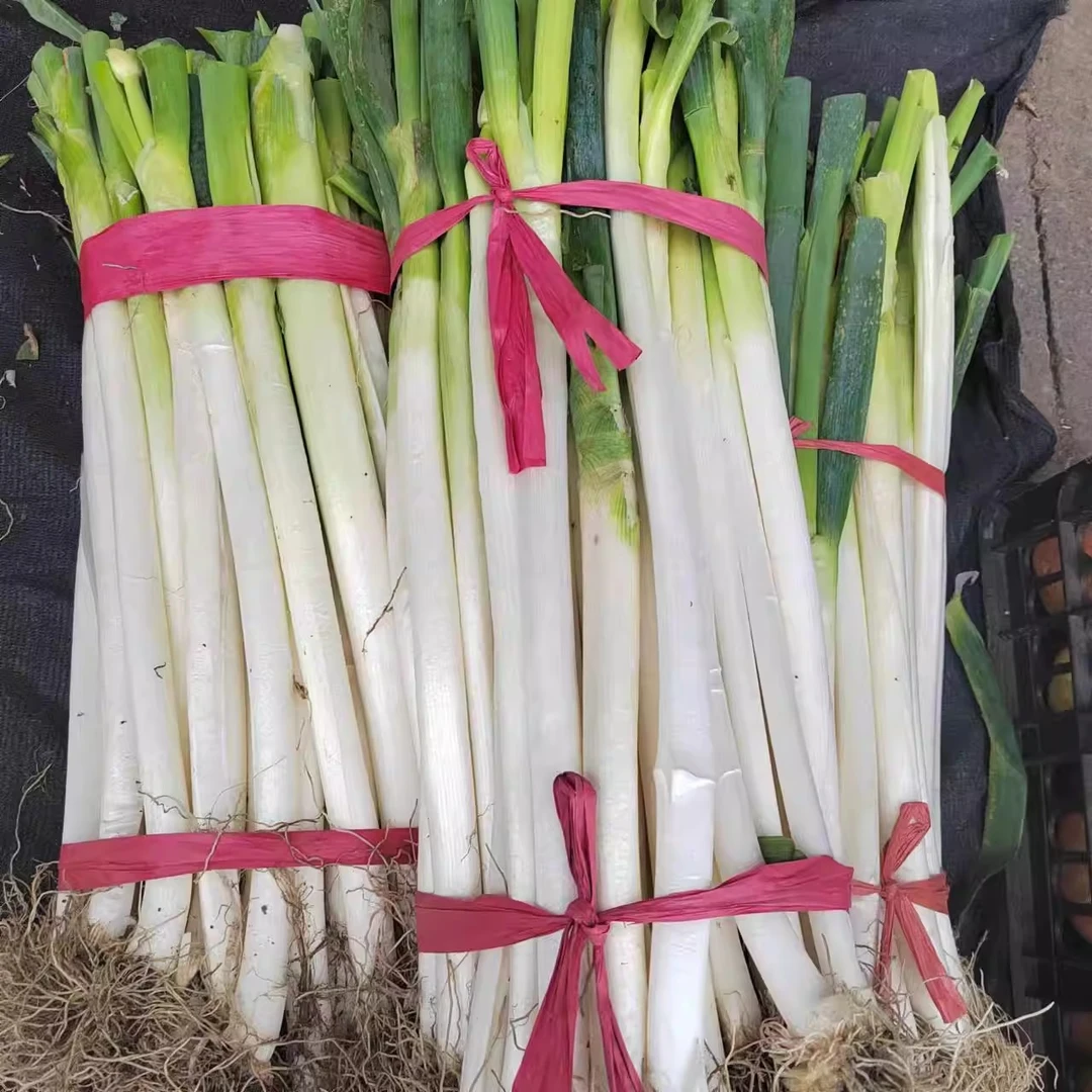 贵州本地新鲜大葱蔬菜