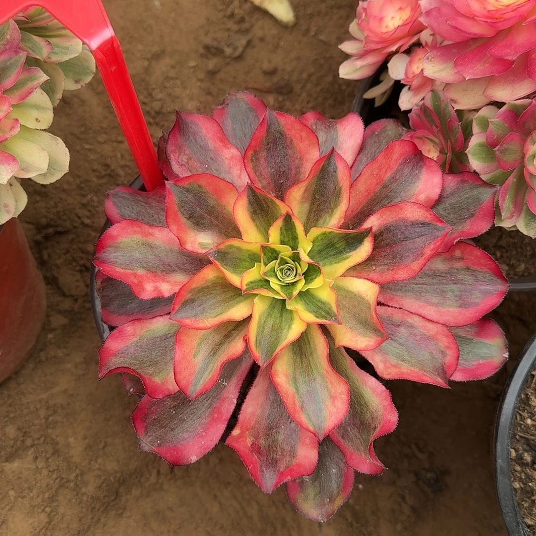 4520魅影多肉法师