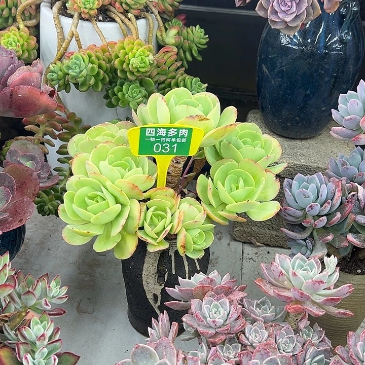 智***》碧桃多肉植物精华031元