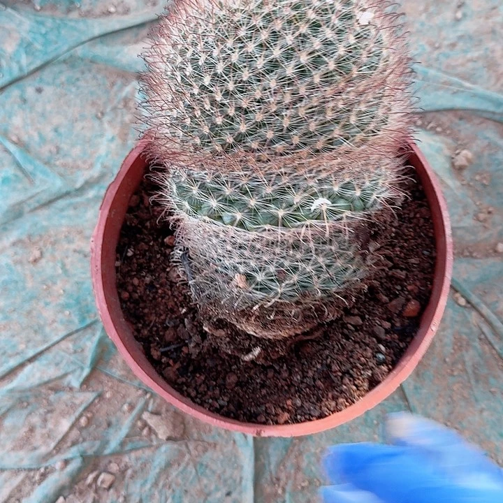 芥*末hhhhhhhhbbt哈哈哈