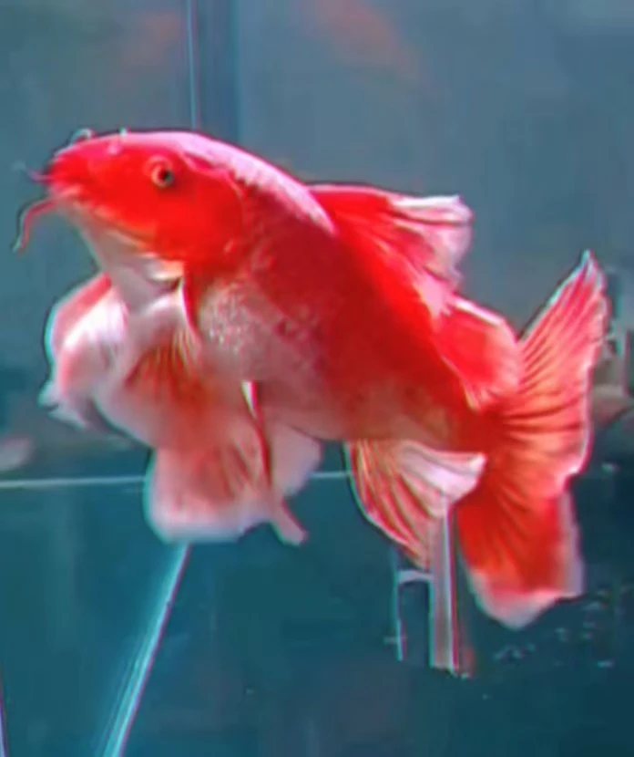 纯种红蝴蝶鲤淡水观赏鱼好养耐活漂亮喜庆