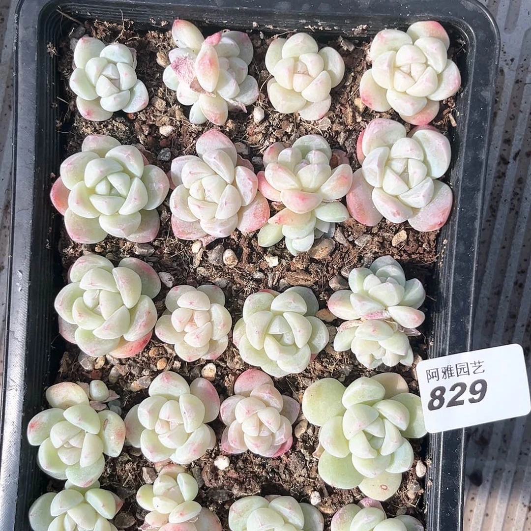 阿雅园艺。         829