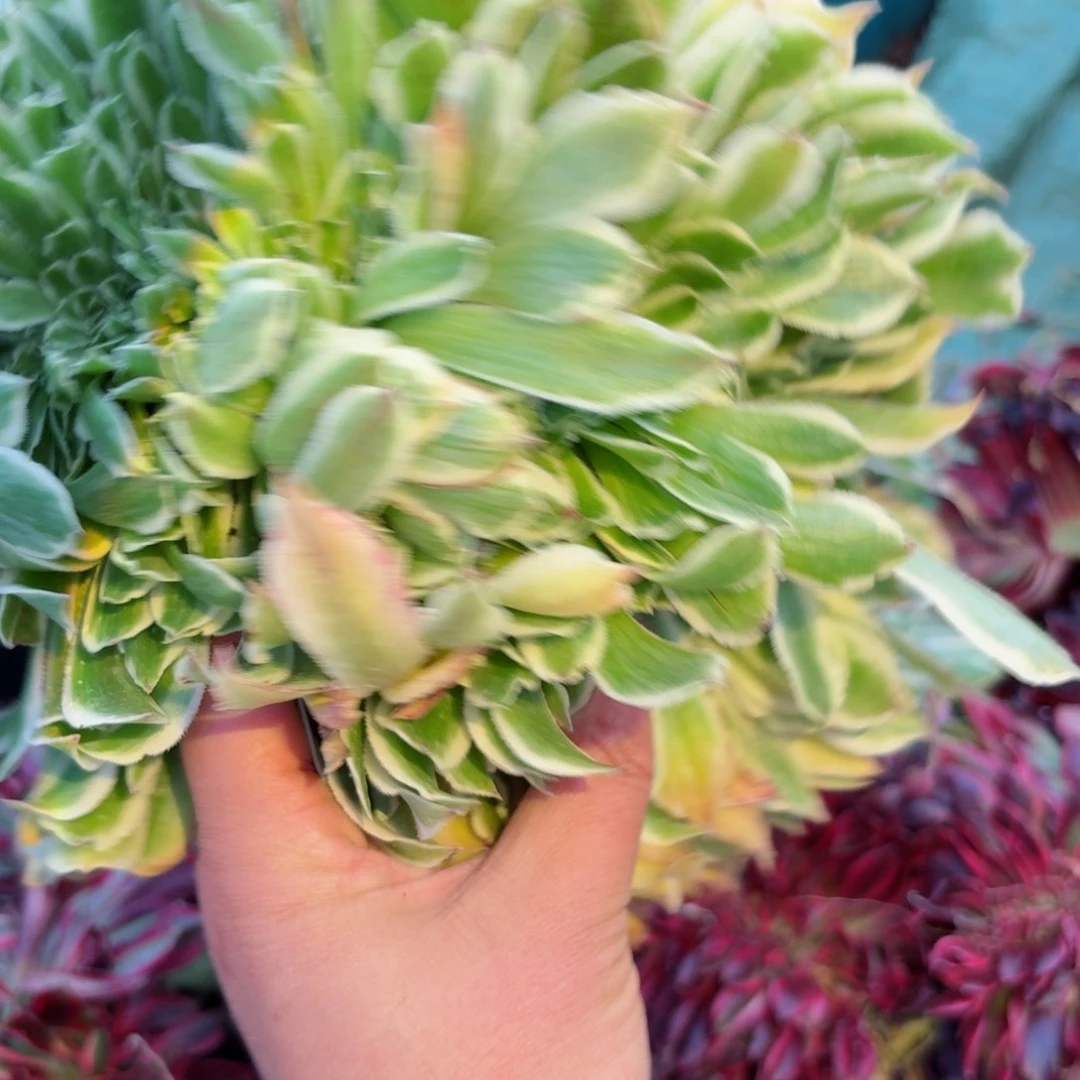 嗯8576 号多肉法师特价