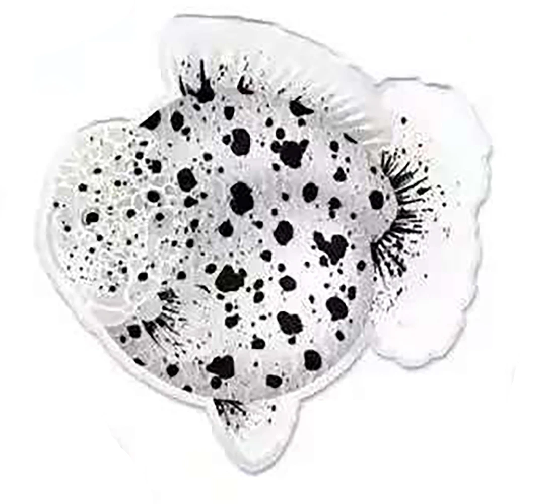 萌宠原泰泰狮短尾泰狮观赏鱼