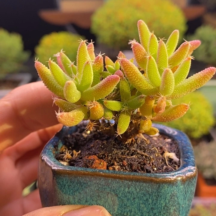 无花朵91实生玉米。