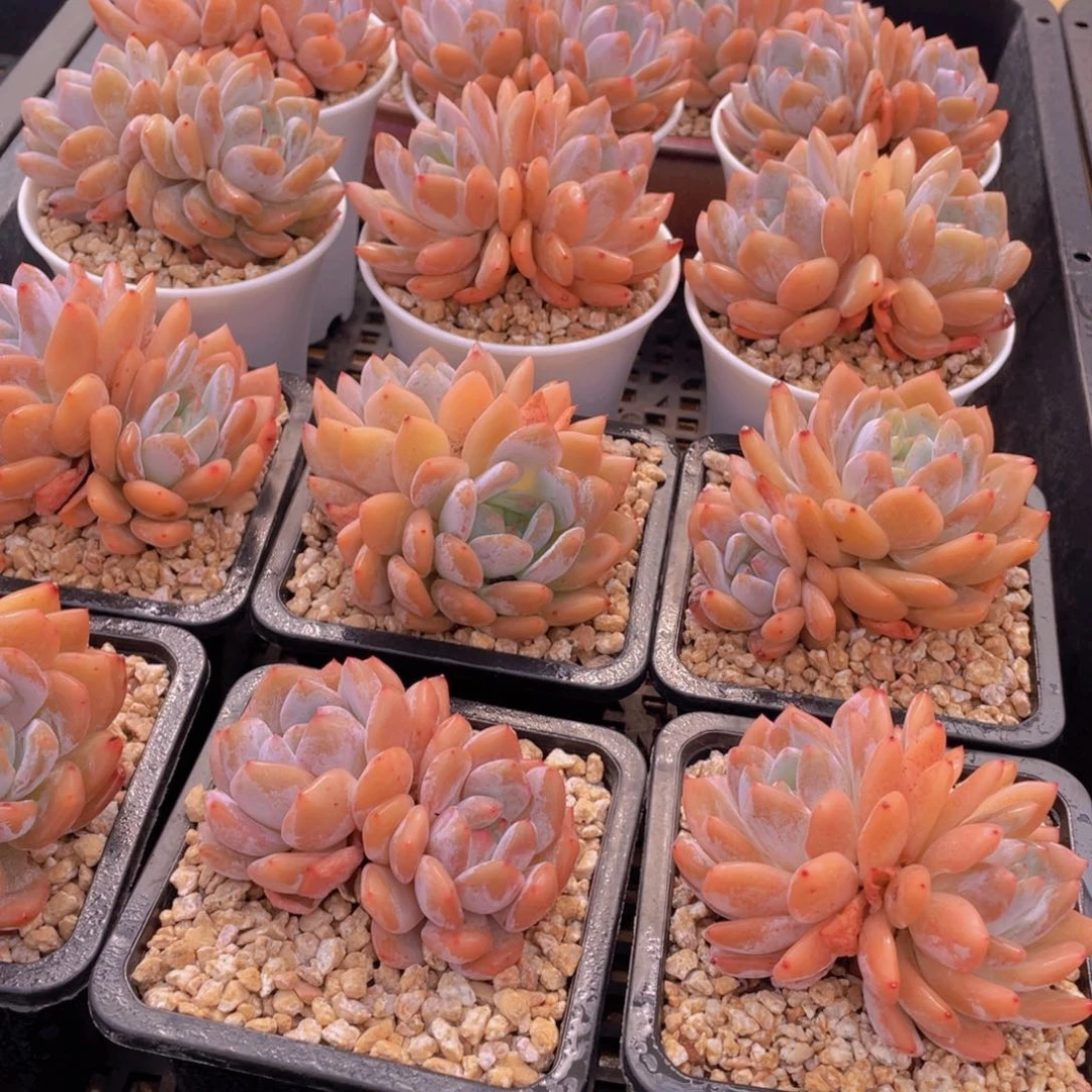 量拍12号 冰透雪天使梦露大双头2个