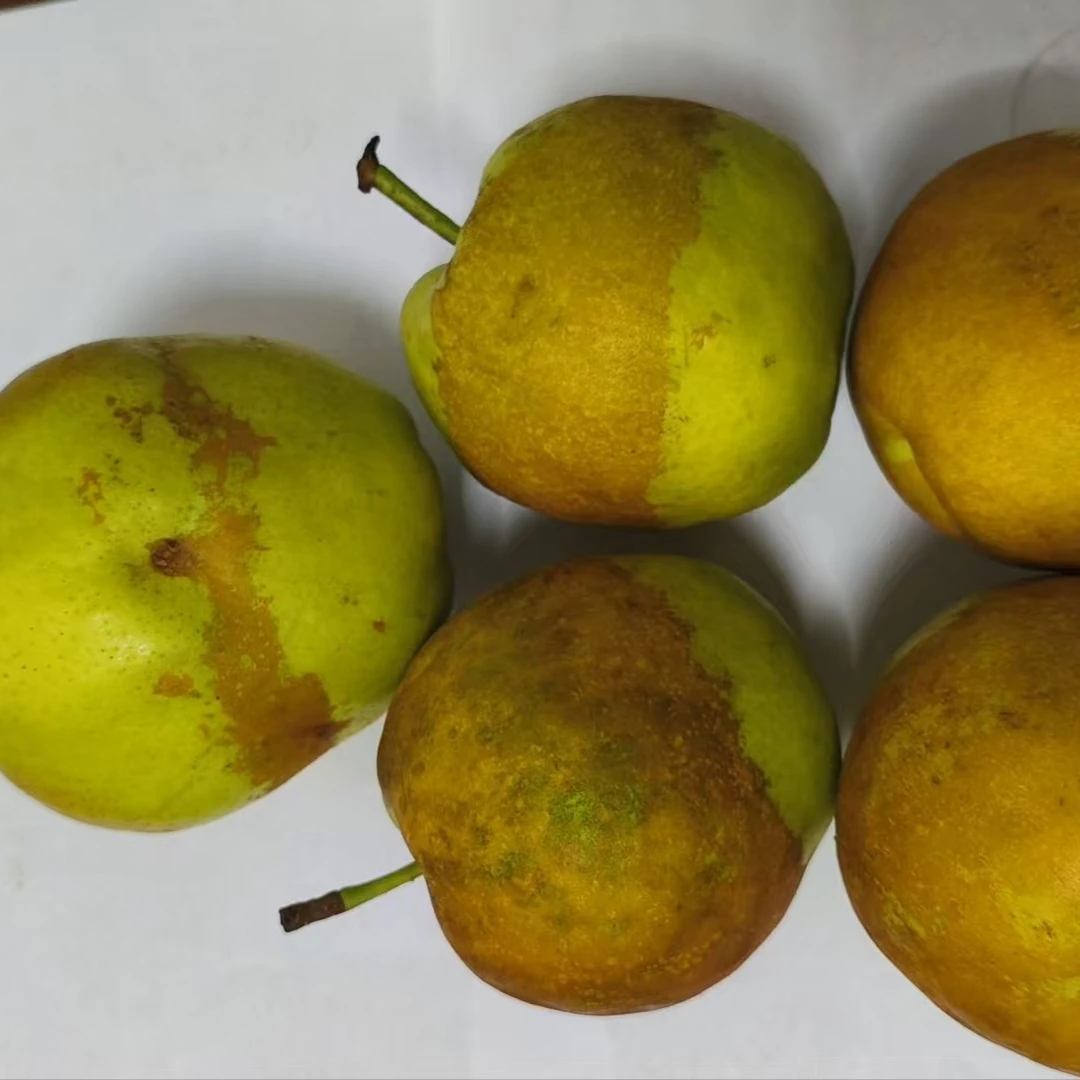 山西隰县玉露香梨瑕疵果，有冻锈，冰雹果，但是不影响口感