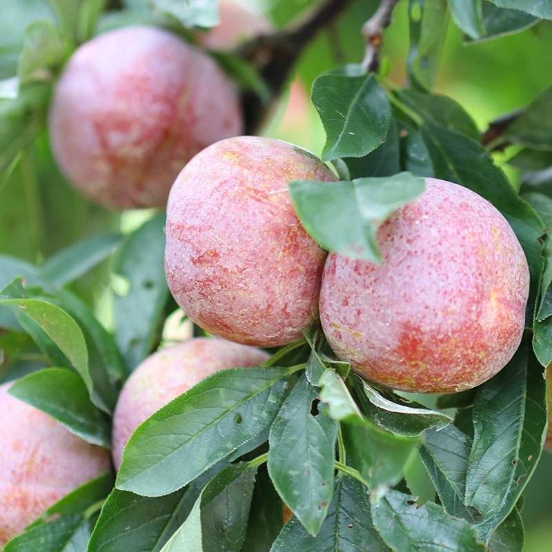 【次日达】305净重四斤果王福建高山红心李芙蓉李当季水果三华李桃形李多仓发货福建省
