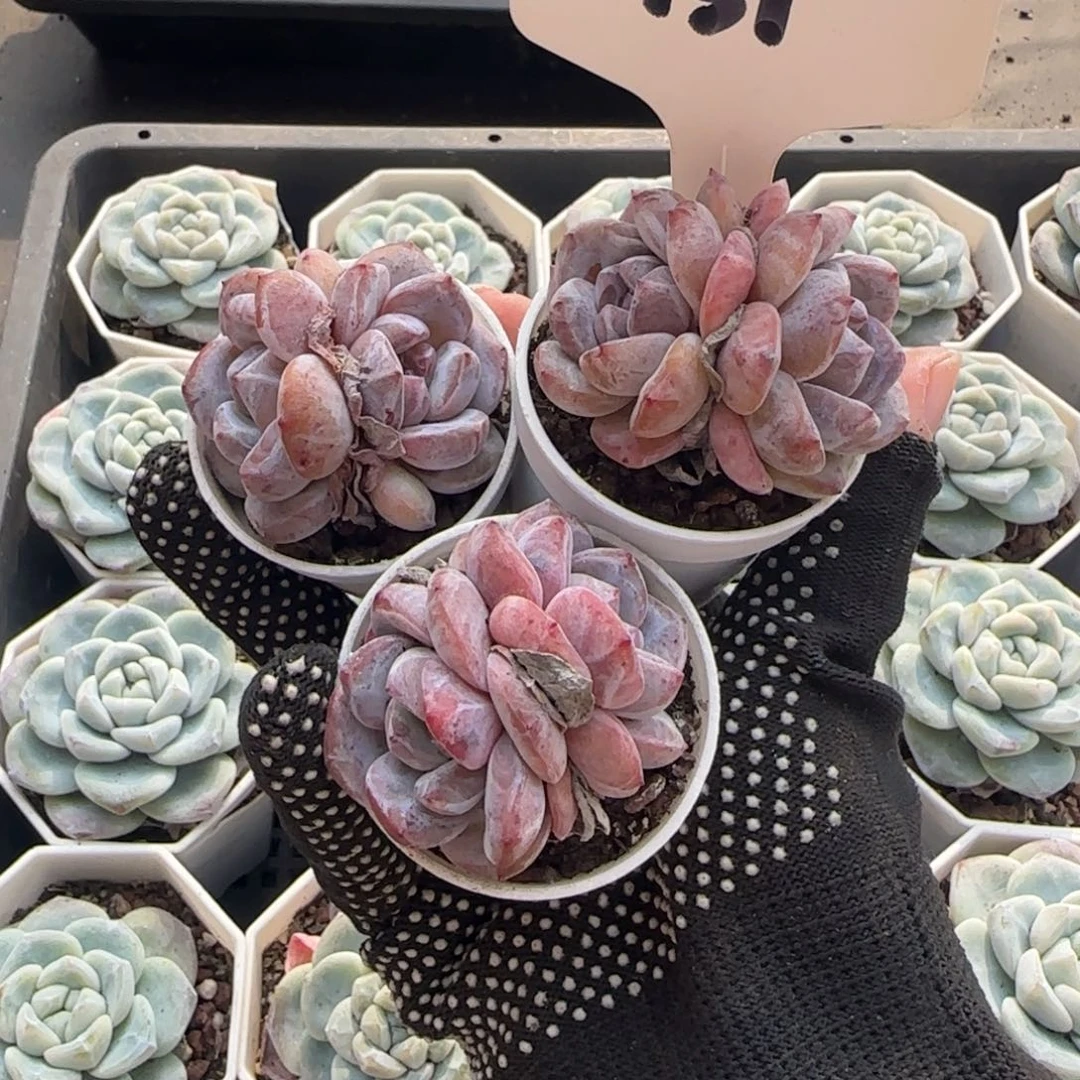 131哈哈哈哈哈哈哈哈