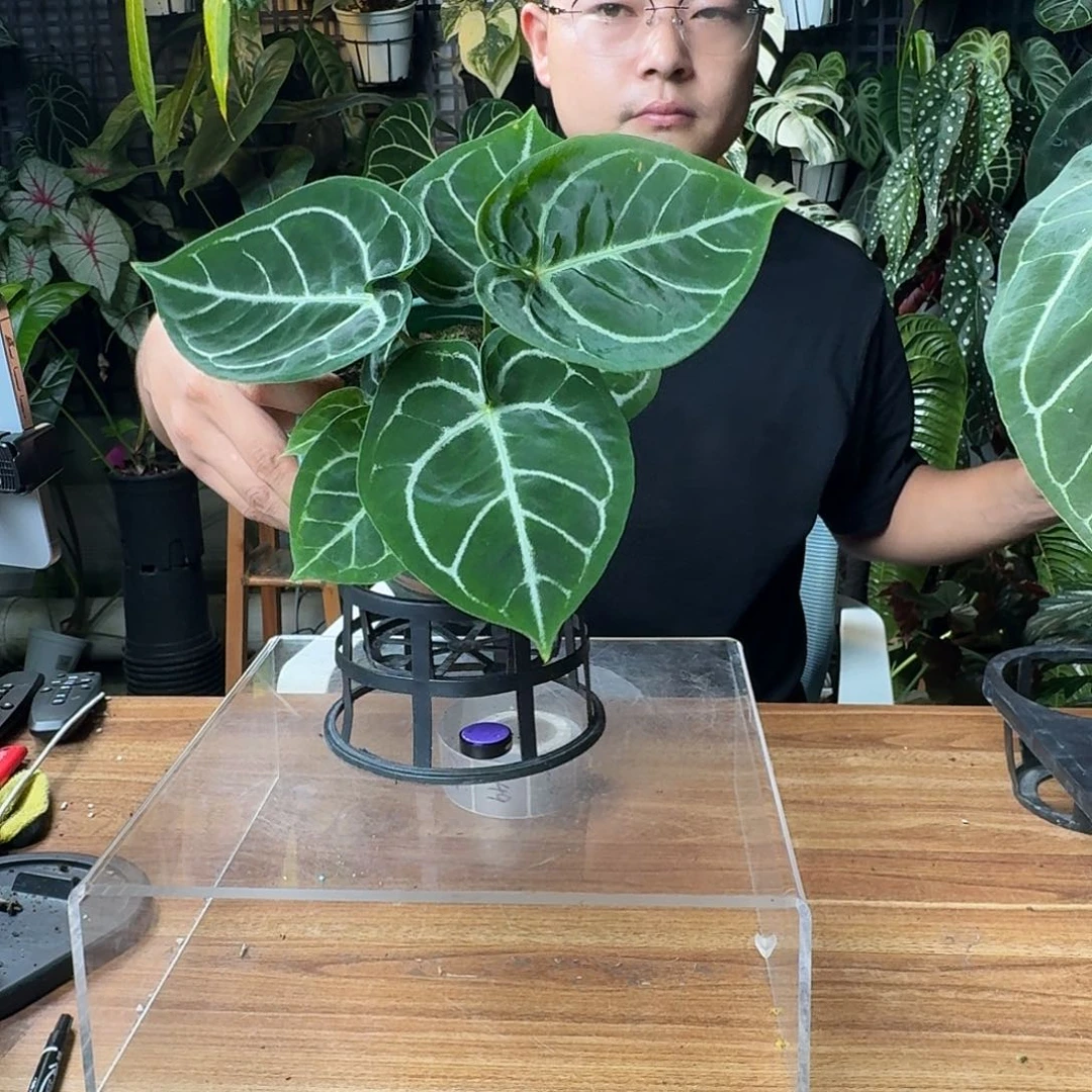 小***子无花朵一物一拍C45