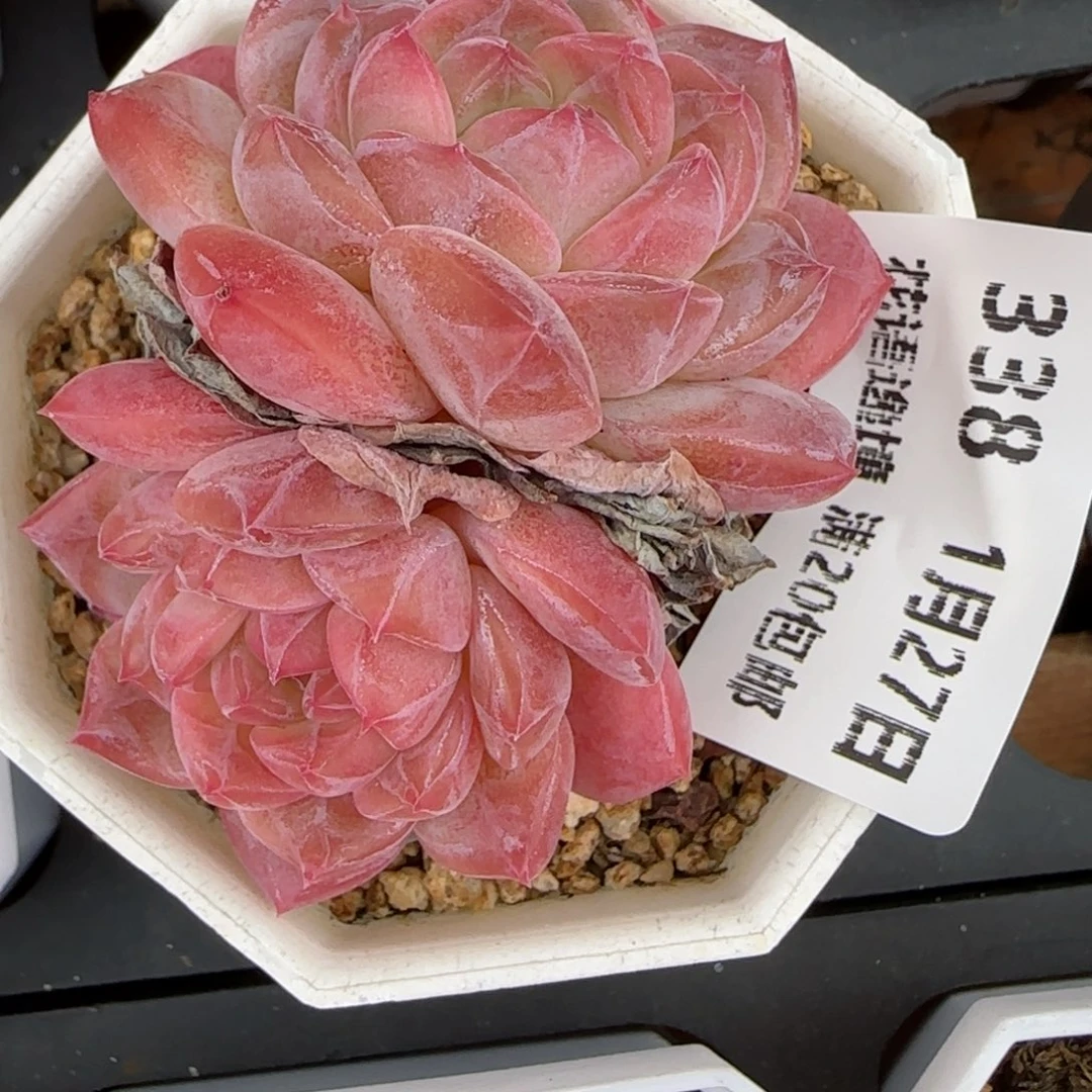 花语逸镜0127-338