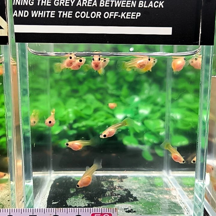 海水鱼精品孔雀鱼，黄金玻璃猫苗子15条含5条被损。