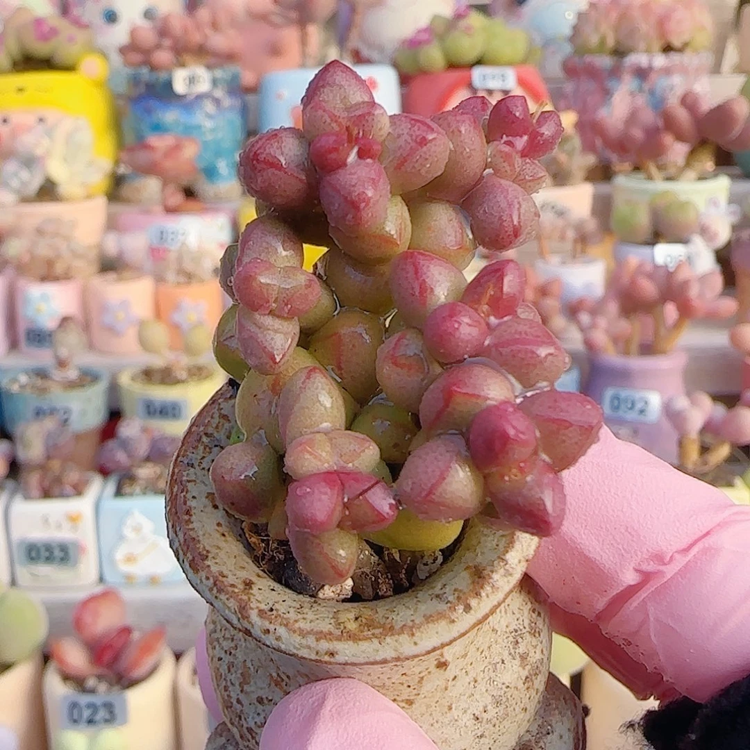 L 小紫球 盆口3cm