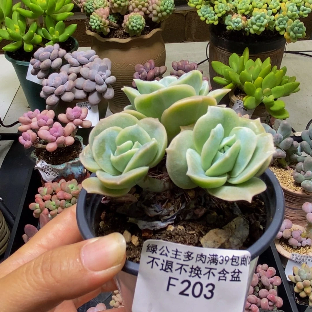203可爱玫瑰6cm多肉