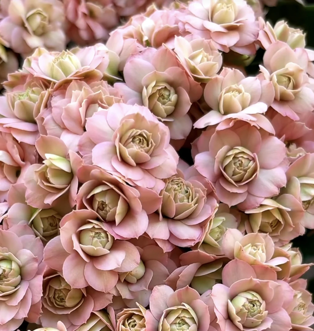 楼兰【100盆】昊景多花苞豆沙粉