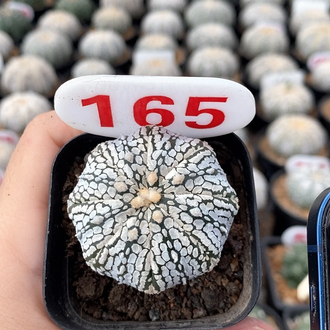 165兜系列产品的福利