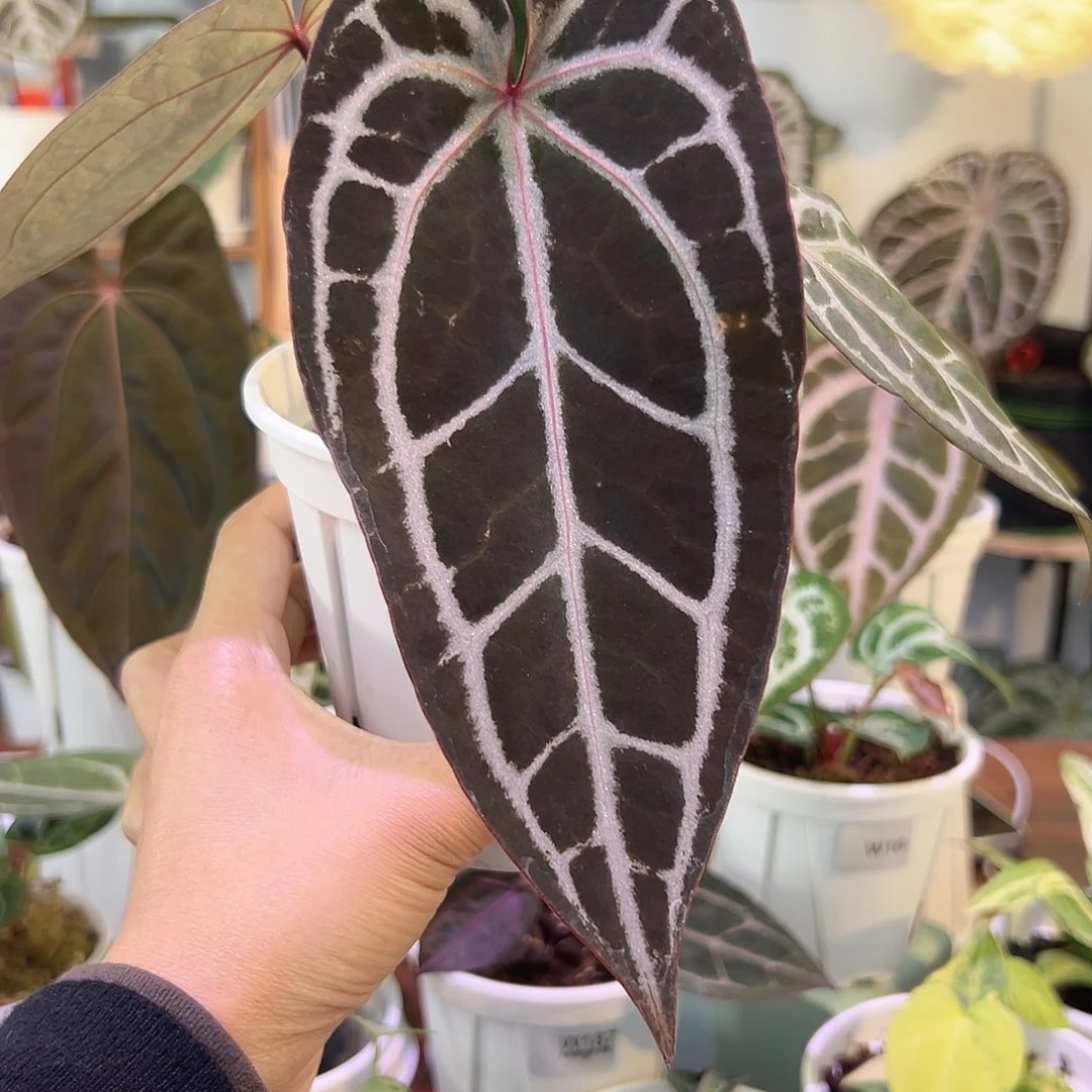 无花朵个体长脸米歇尔红水晶W20