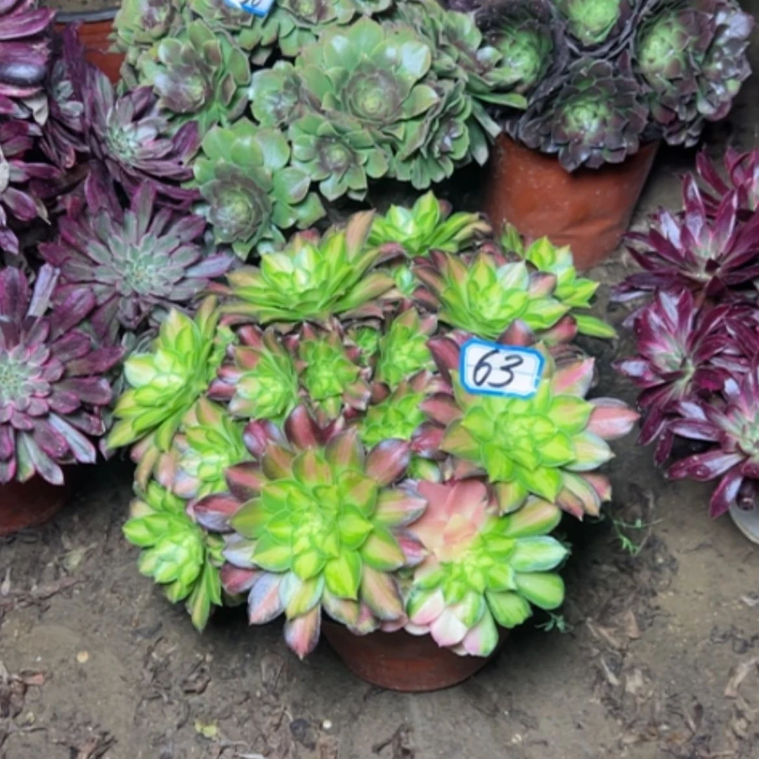 【闪购商品】用****0多肉植物绍华63