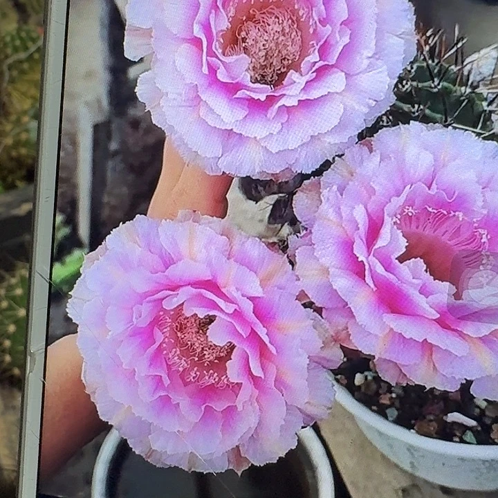 桃花落侧芽4公分左右彩草