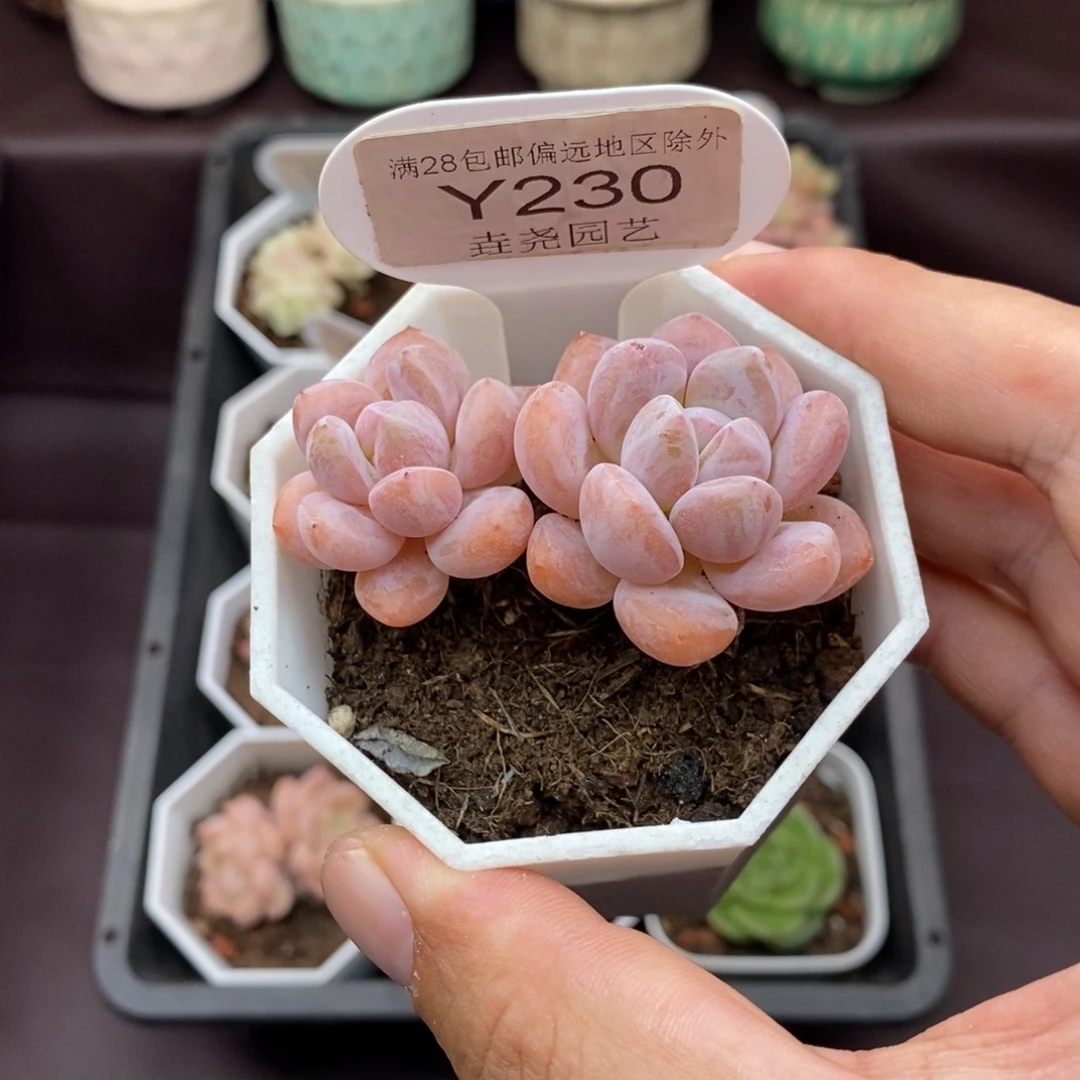 0230 op 冰玉 6cm