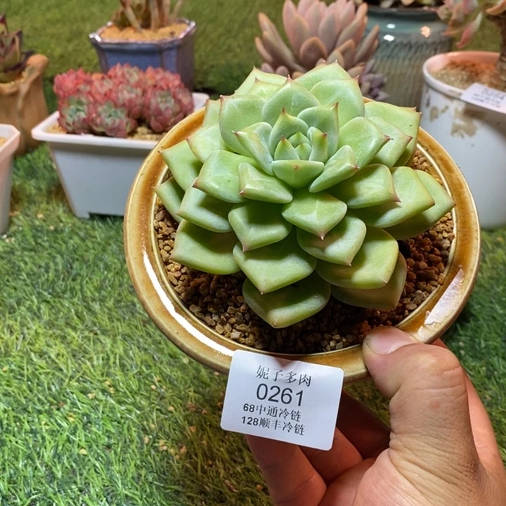0261啊啊啊啊啊啊啊啊啊