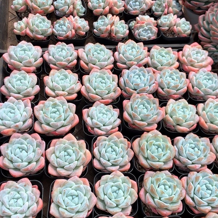 单头暗纹冰玉3颗两单包邮