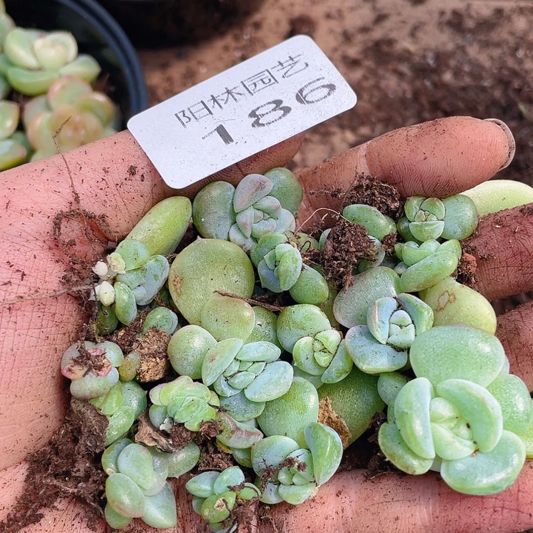 多肉植物多肉植物186