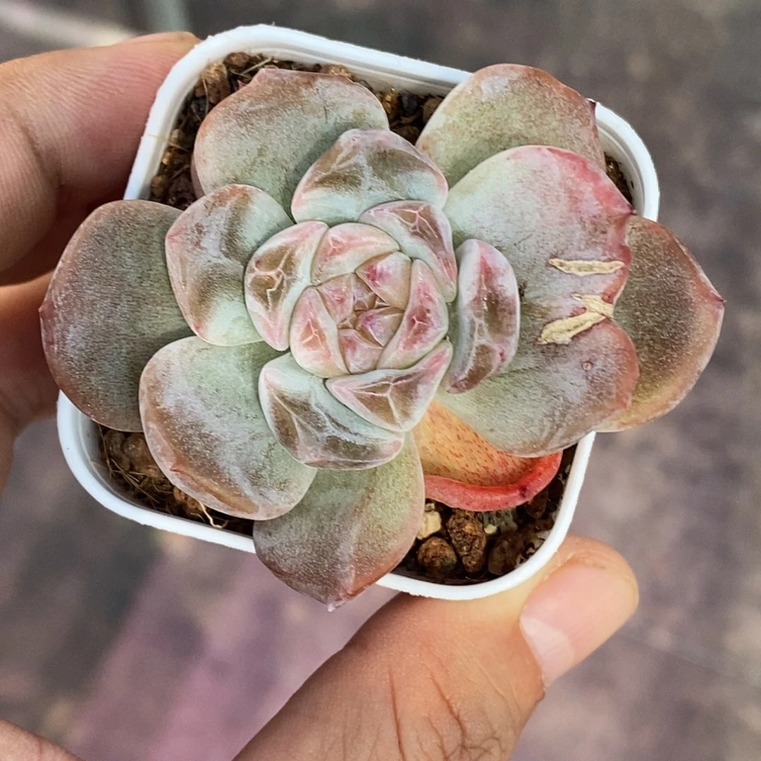糖心石化30包邮非偏远