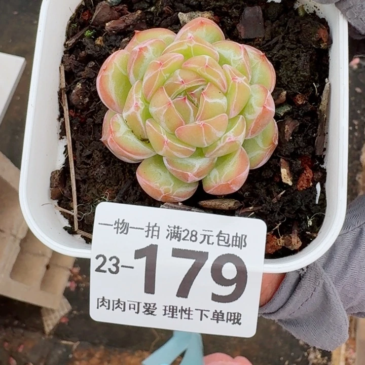 雪花珍妮无盆土无盆土发货