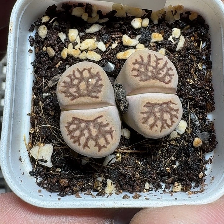 330 多肉植物多肉植物