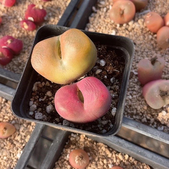 1908。     两颗毛毛