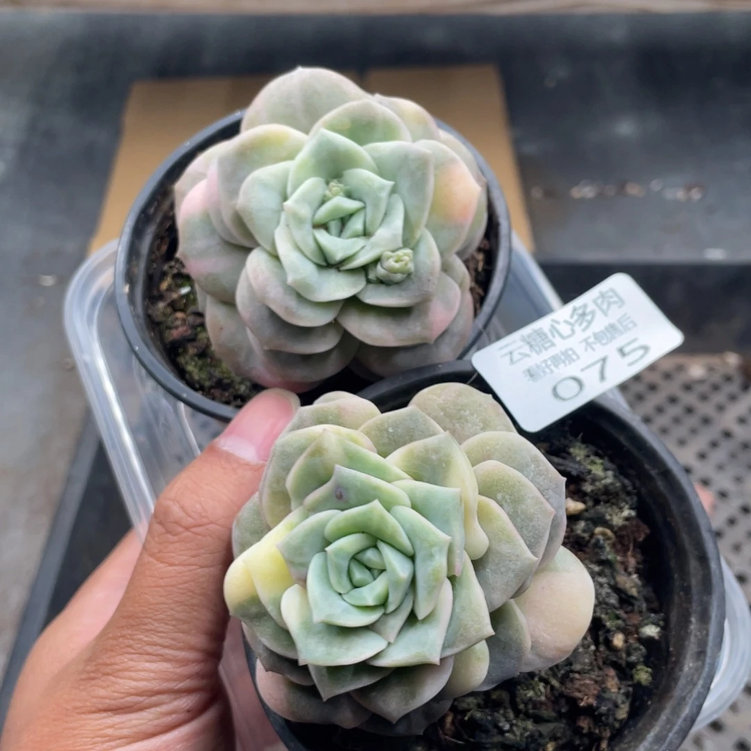 云糖心多肉植物75