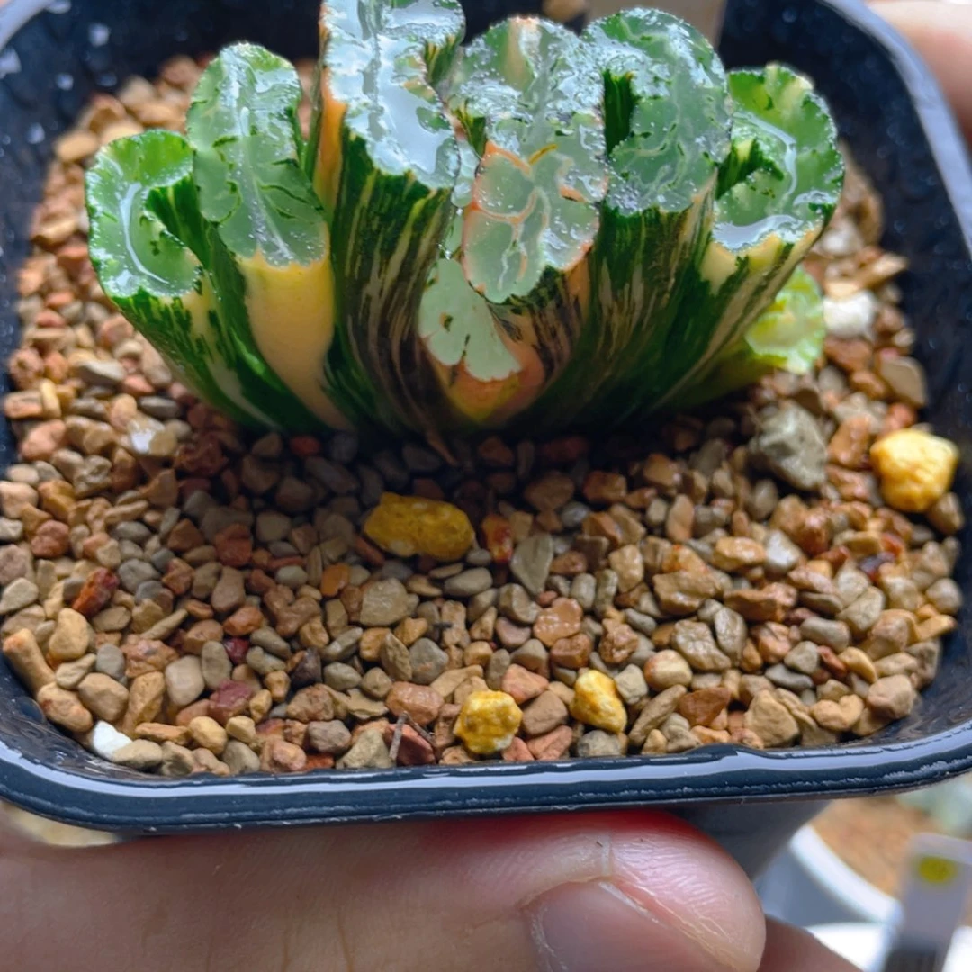 25.十二卷北斋玉扇锦。