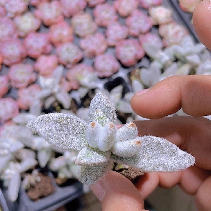 福兔耳【满10颗包邮】