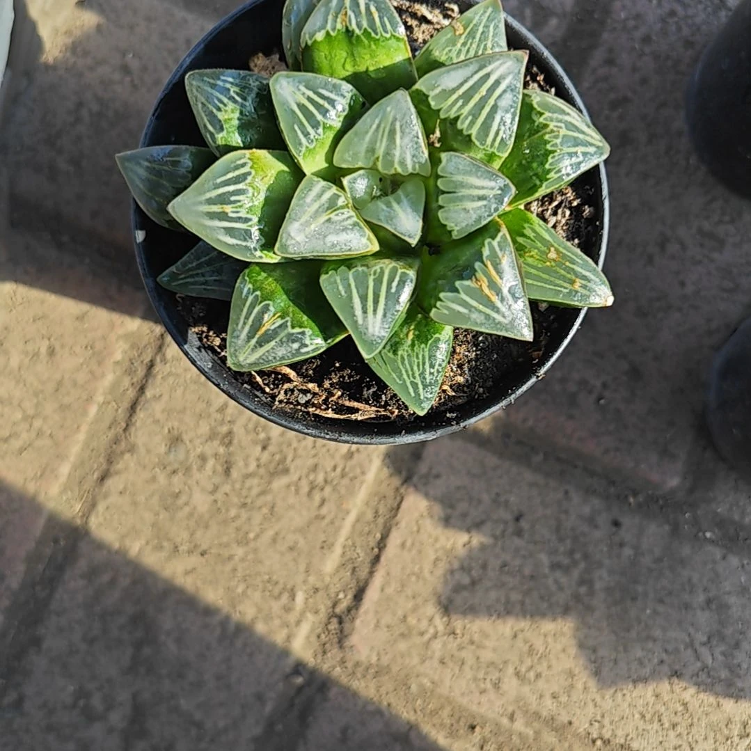 物质喷泉一颗多肉植物