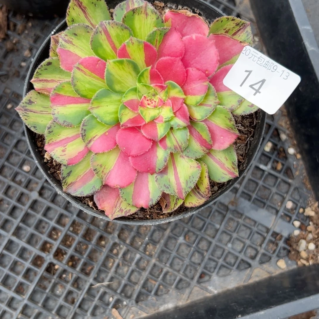 14知否多肉植物系