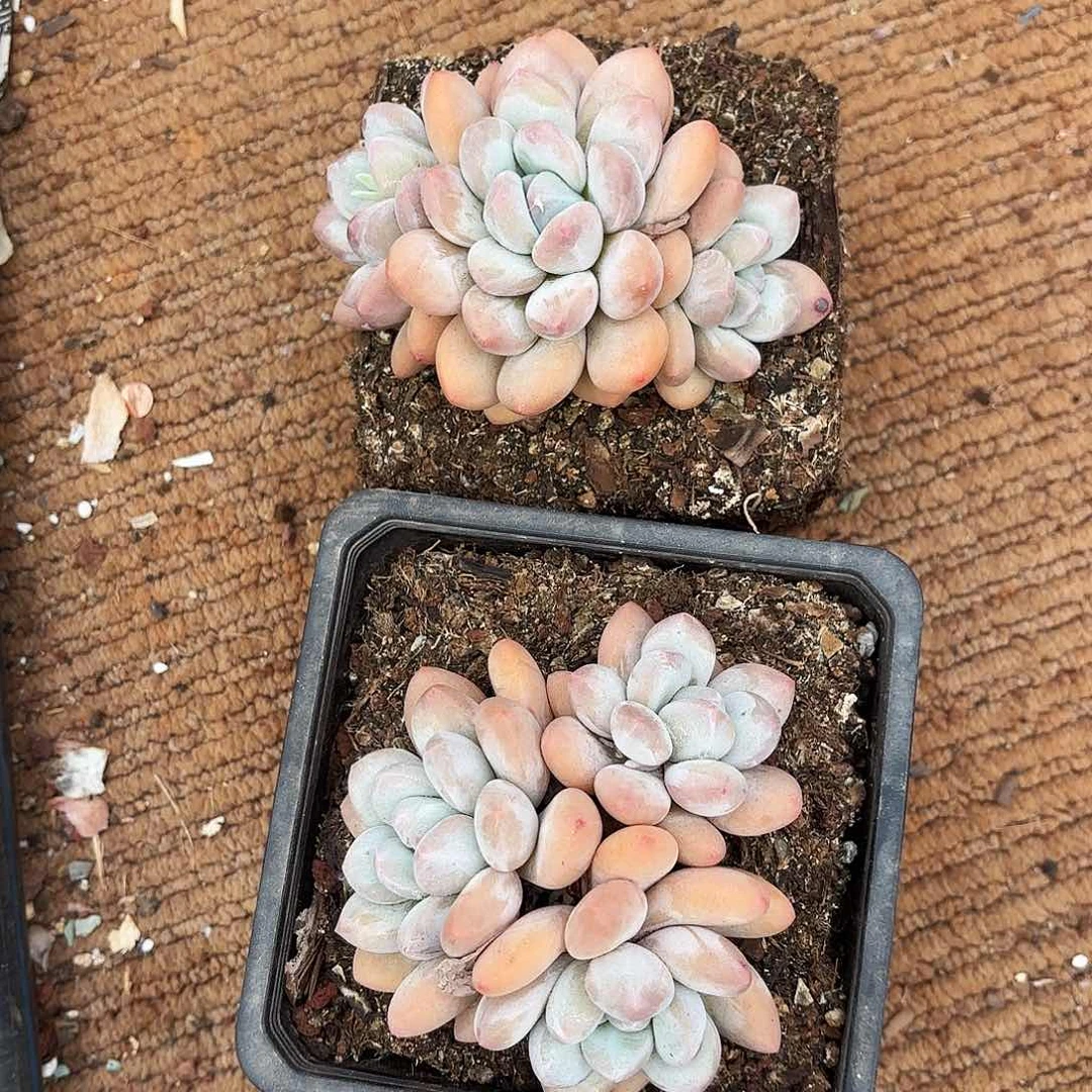 兔子的两个香水