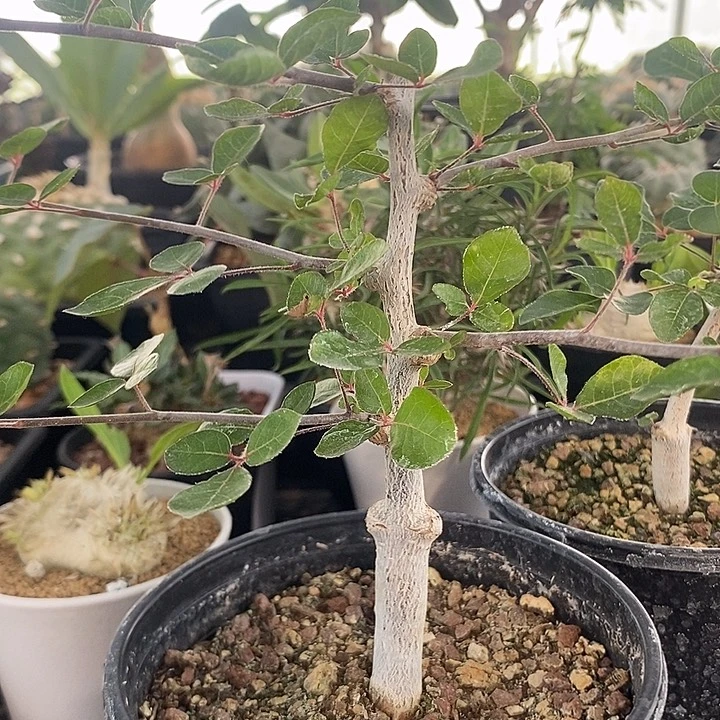 奥比克橄榄13，一物一拍带盆