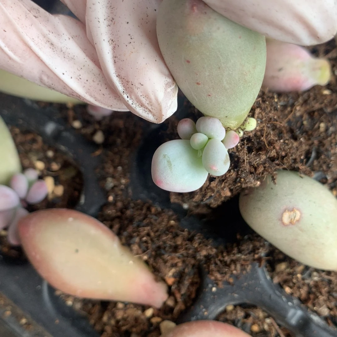 米可奶酪多肉米可奶