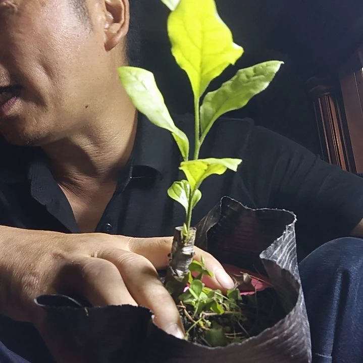 无花朵扁桃心金弹子嫁接苗