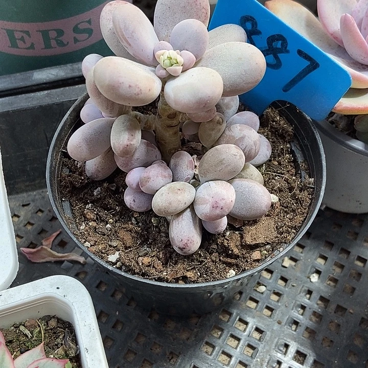 多肉植物橙雪球887