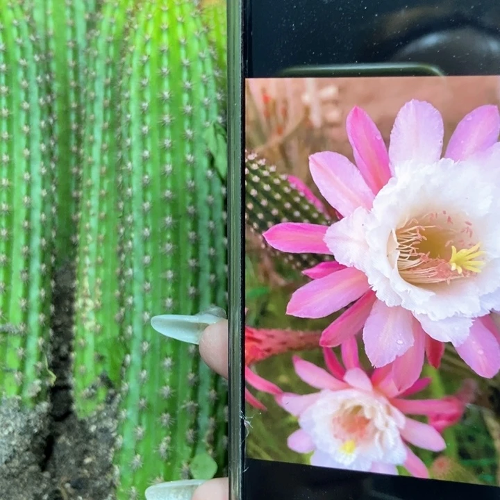 仙人球卡布奇诺金妞一个