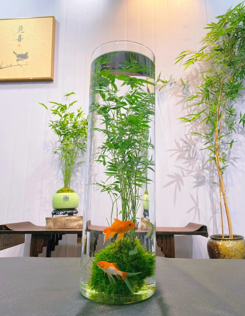 水培竹室内带根水养小叶凤尾竹鱼缸用绿植矮化禅意盆景