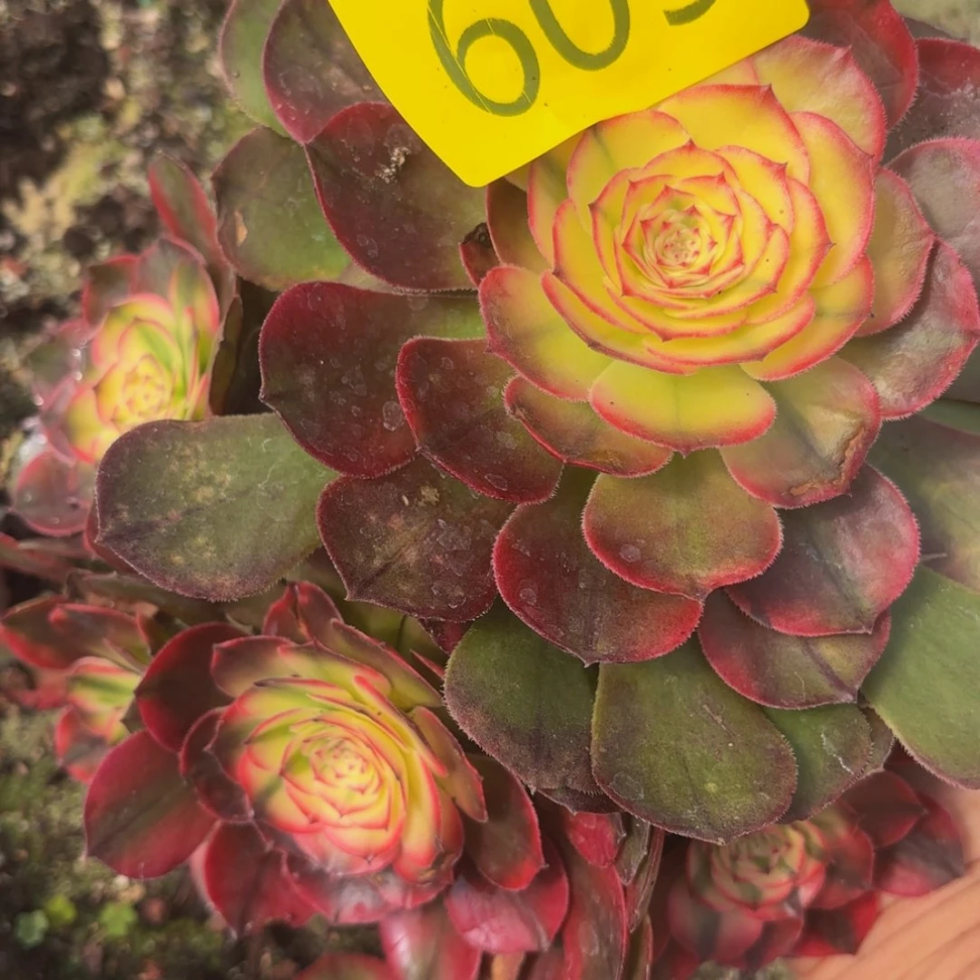 哈哈多肉葡萄福利609